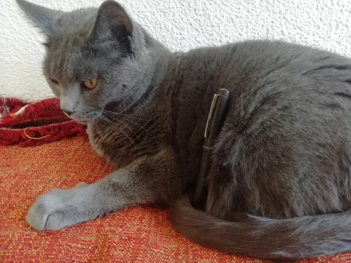 IMG_20210921_135921.jpg (4.1 MiB) Visto 2266 volte Cerchius