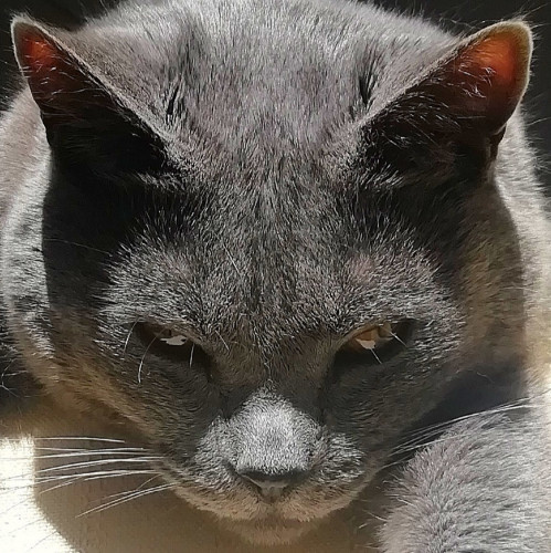 IMG_20241124_221558.jpg (620.42 KiB) Visto 2728 volte Non esiste nessun rettiliano. Fidati.