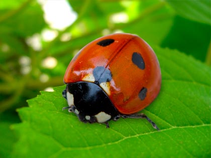 coccinella-01.jpg