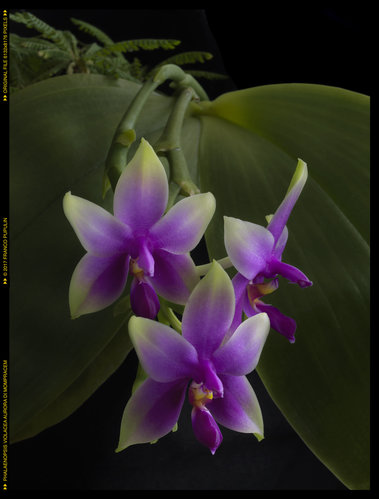 Phalaenopsis violacea, aurora di Mompracem ©FP.jpg