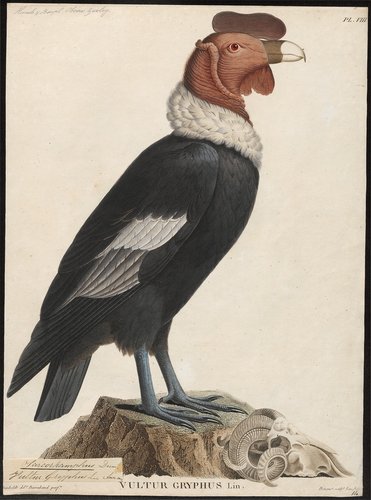 1. Sarcoramphus_gryphus_-_1805-1811_-_Print_-_Iconographia_Zoologica_-_Special_Collections_University_of_Amsterdam.jpg