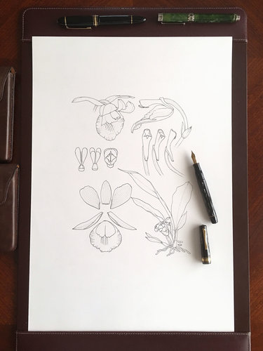 Drawing Benzingia elvirae.jpg