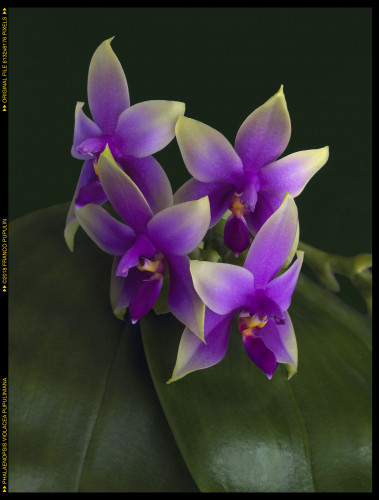 Phalaenopsis violacea Pupukiniana 2018 on green.jpg