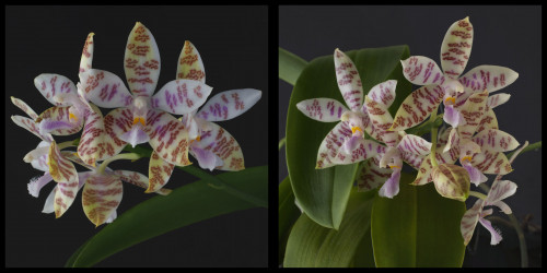 Phalaenopsis hieroglyphica pupuliniana 2014 et 2015.jpg