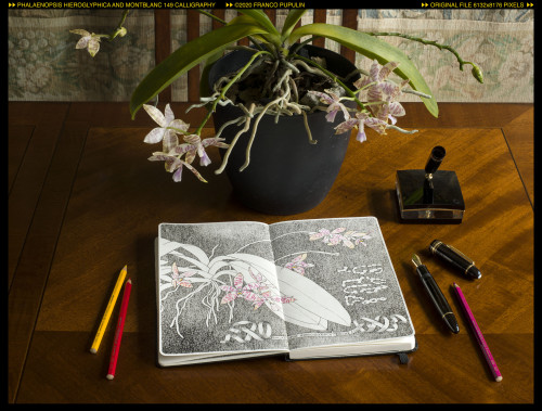 Phalaenopsis hieroglyphica and Montblanc 149 Calligraphy (1) ©FP.jpg