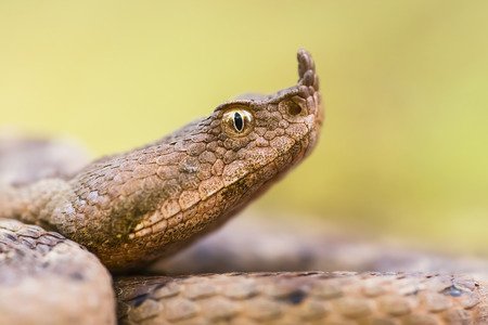 vipera-dal-corno.jpg