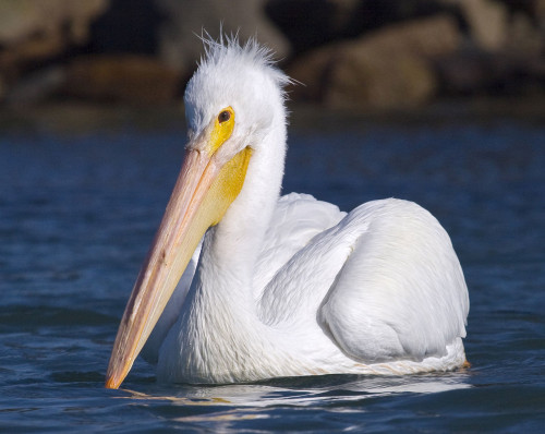 16. Mikebaird_-_American_White_Pelican_(Pelecanus_erythrorhynchos_)_(bird)_in_Mo_(by).jpg