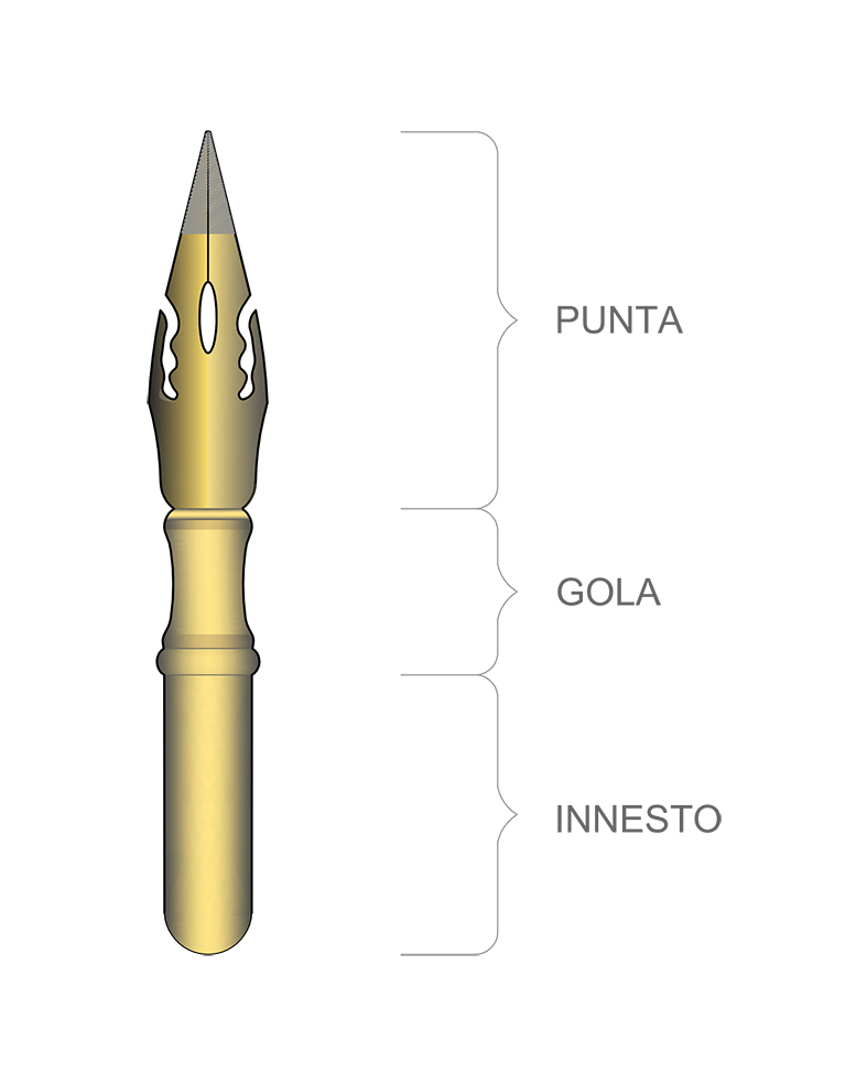 anatomia dei pennini da intinzione Model (1).jpg