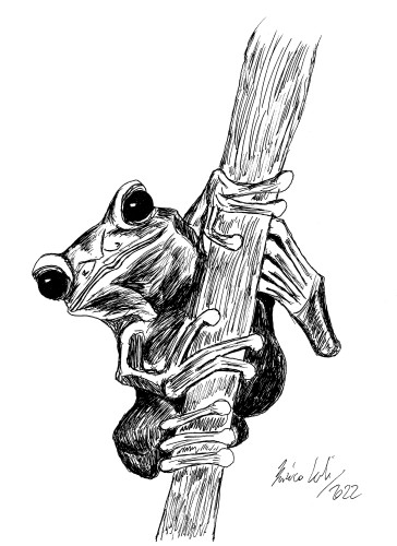 Little Frog.jpg