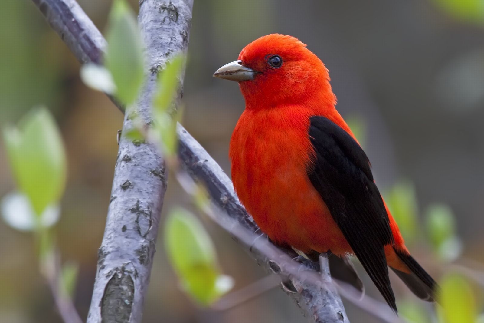 8. Scarlet Tanager.jpg