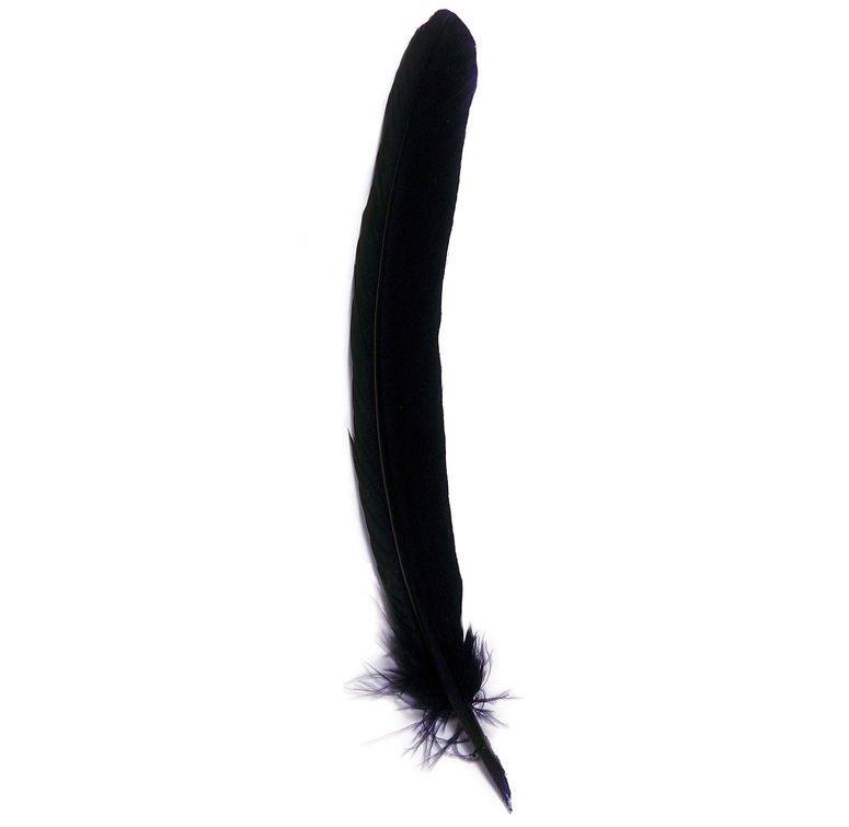 Plume d'Oie.jpg