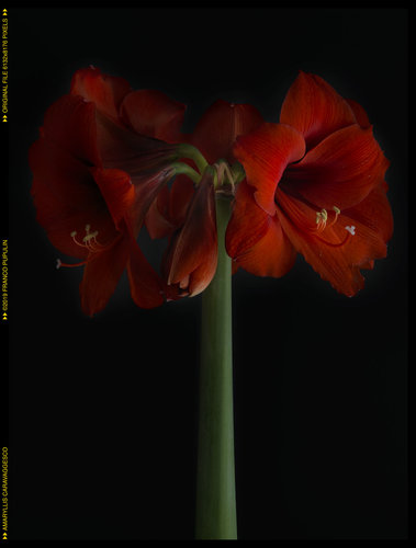 Amaryllis caravaggesco ©FP.jpg