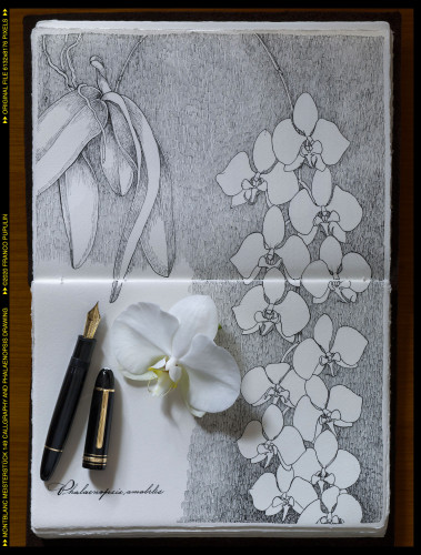 Montblanc Meisterstück 149 Calligraphy and Phalaenopsis amabilis drawing ©FP.jpg