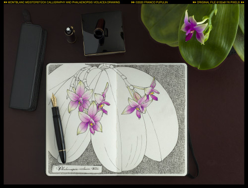Montblanc Meisterstück 149 Calligraphy and Phalaenopsis violacea drawing (1) ©FP.jpg