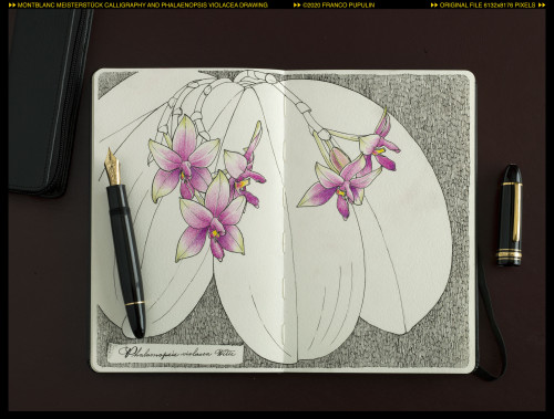 Montblanc Meisterstück 149 Calligraphy and Phalaenopsis violacea drawing (4) ©FP.jpg