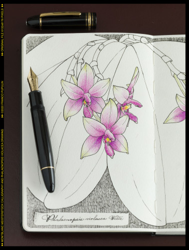Montblanc Meisterstück 149 Calligraphy and Phalaenopsis violacea drawing (3) ©FP.jpg