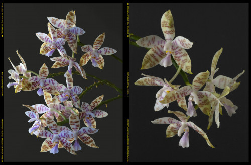 Phalaenopsis hieroglyphica Pupuliniana 2018 et 2016.jpg