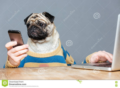 uomo-divertente-con-la-testa-di-cane-del-carlino-facendo-uso-del-computer-portatile-e-dello-smartphone-69878293.jpg