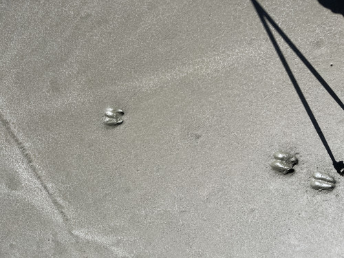 Improbte di un altro frequentatore della spiaggia (in zona c’è un branco di stambecchi che da spesso visita ai rifugi)